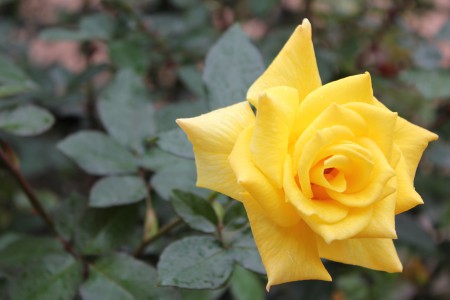 薔薇 薔薇